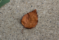 What Nora knows…about making the most of your autumn